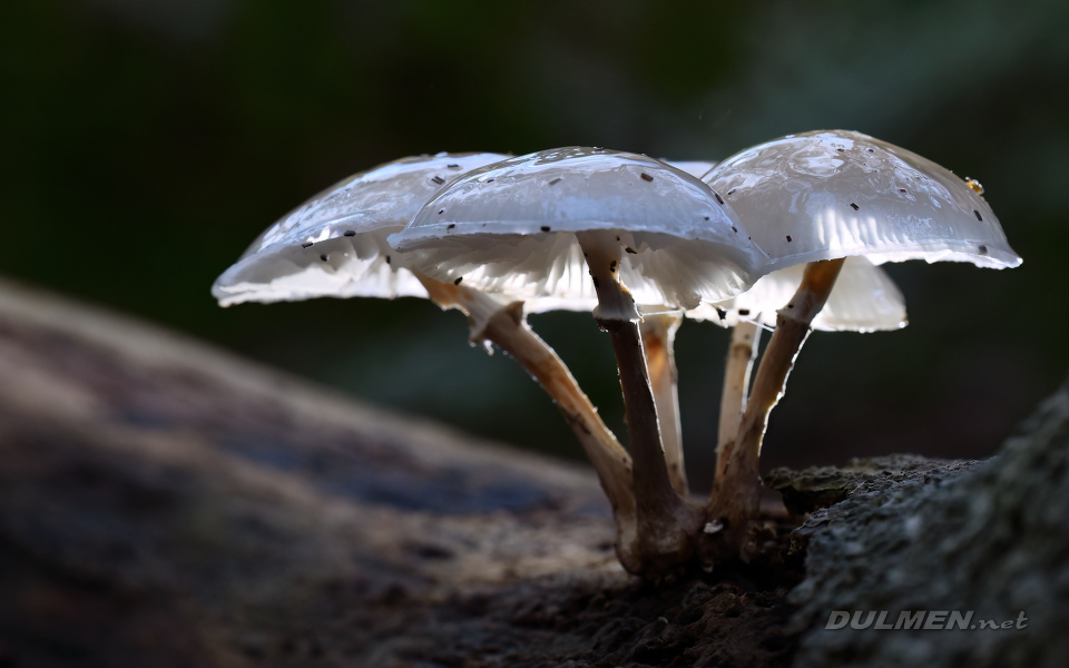 Porcelain Fungus (Oudemansiella mucida)